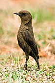 Southern anteater-chat
