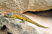 Cape girdled lizard