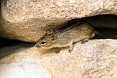 Four-striped grass mouse