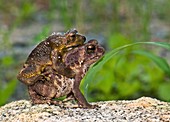 Common Indian toads mating