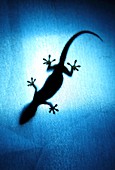 Silhouetted gecko