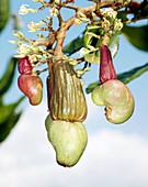Cashew fruits
