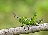 Grasshopper nymph