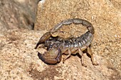Scorpion on rocks