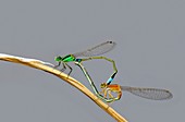 Common bluetail damselflies mating