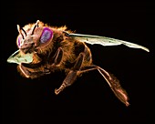 Female honey bee,SEM