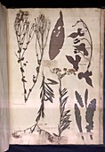 Pressed plant specimens