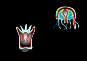 Jellyfish body forms,artwork