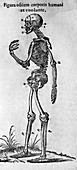Human skeleton,lateral view