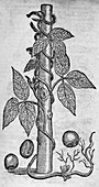 Woodcut of a red kidney bean plant