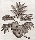 Breadfruit,18th century plate