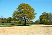 Oak (Quercus robur)