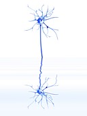 Mirror neuron,conceptual image