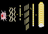 Collagen synthesis and assembly,artwork