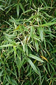 Phyllostachys bambusoides 'Albovariegata'