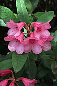 Rhododendron 'Winsome Group'