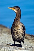 Long-tailed cormorant