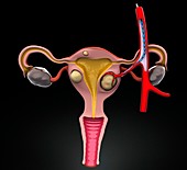 Uterine fibroids treatment