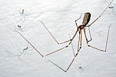 Spider and its hatchlings