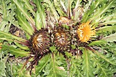 Carlina acanthifolia