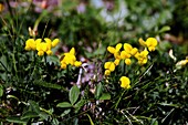 Horseshoe Vetch (Hippocrepis comosa)