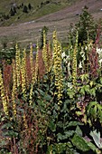 Mulleins (Verbascum densifflorum)