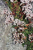 White Stonecrop (Sedum album)