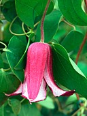 Clematis 'Princess Diana'