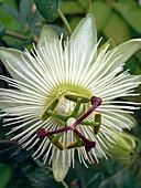 Passion Flower (Passiflora 'Avalanche')
