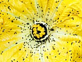 Pollen beetles on pumpkin flower