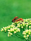 Soldier beetles mating on parsley