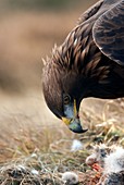 Golden eagle feeding
