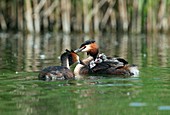 Great crested grebes feeding their chicks