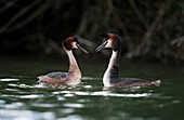 Great crested grebe greeting display