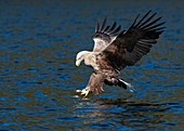 White-tailed eagle hunting