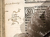 1516 amphisbaenid Pliny's Natural History