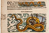 1558 Gessner Sea Serpent devouring a ship