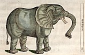 1607 Elephant by Topsell less age toned