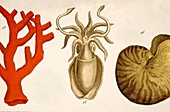 1750 coral squid & nautilus colour print