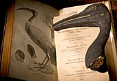 Mummified Ibis & Cuviers evolution