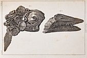 Ichthyosaur skull and paddle Everard Home