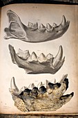 1823 William Buckland cave hyena fossil