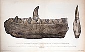1824 Buckland's Megalosaurus jaw tinted
