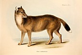 1839 Darwin's Falkland Island Fox Extinct