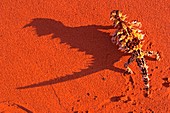 Desert adapted Thorny Devil Australia