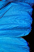 Blue Morpho Butterfly wing