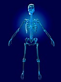 Human female skeleton,artwork