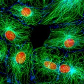 Fibroblast cells,fluorescent micrograph