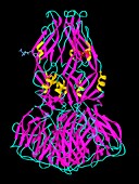 Dengue virus surface protein molecule