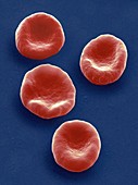 Red blood cells,SEM